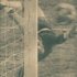 1967'de oynanan Avrupa Şampiyonası eleme grubu maçı: Türkiye-İspanya.Stat Ali Sami Yen Teknik Direktör: Adnan Süvari Türkiye: Ali- Talat, Yılmaz, Ercan, Fehmi-Yusuf, Şeref, Nevzat-Ogün, Fevzi, Faruk 0-0 biten maçın ilk devresi Ali Artuner'in kurtarış